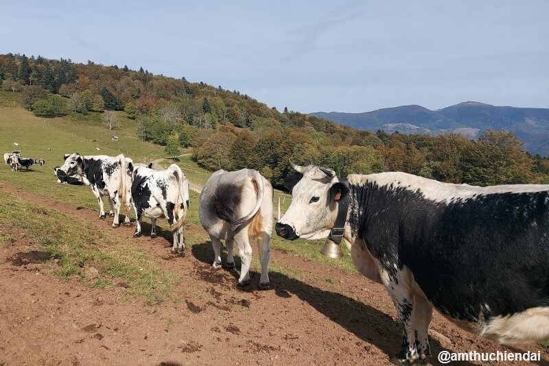 Cows grazing in Vosges
