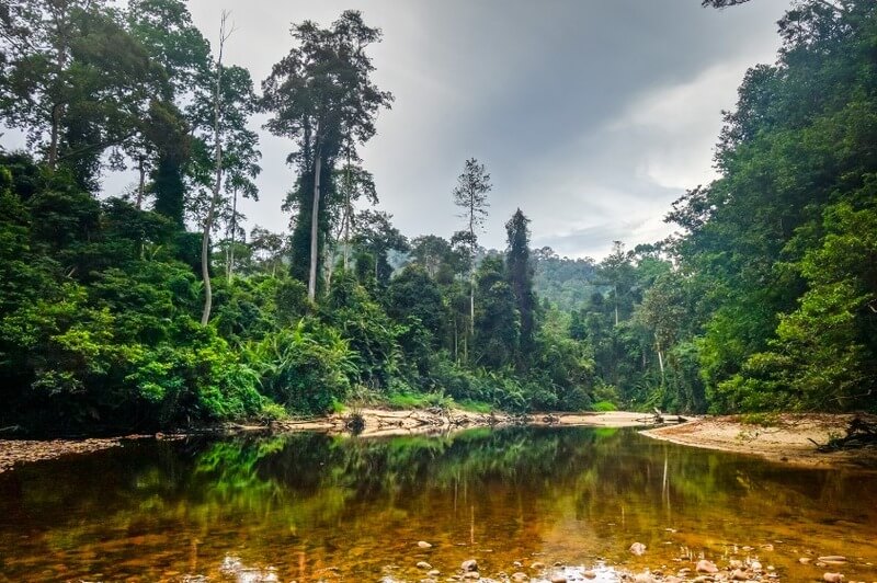 Taman Negara (thuộc Malaysia bán đảo) - một trong những rừng mưa lâu đời nhất thế giới với tuổi thọ 130 triệu năm