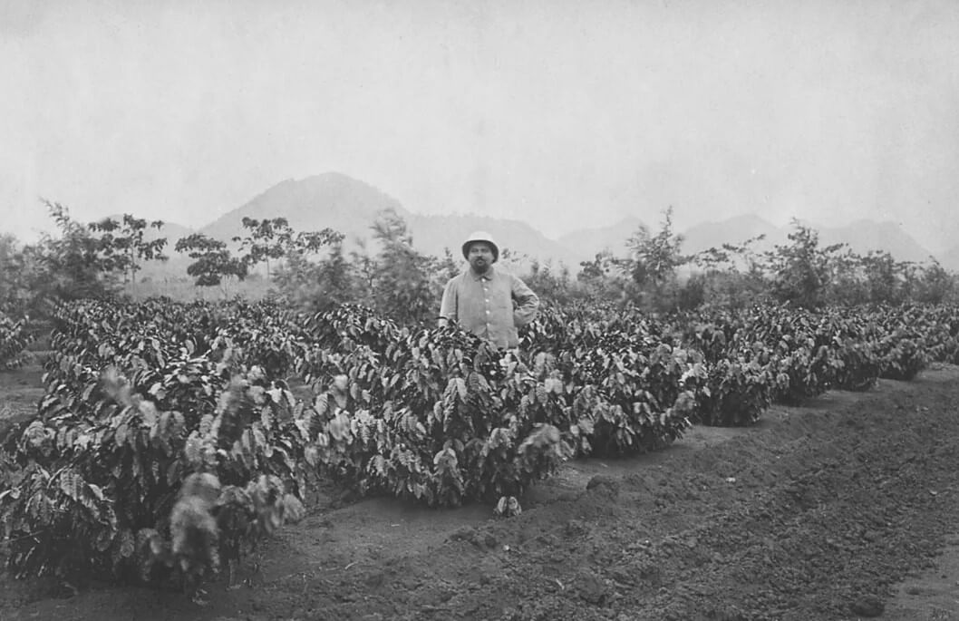 French Coffee Plantation 