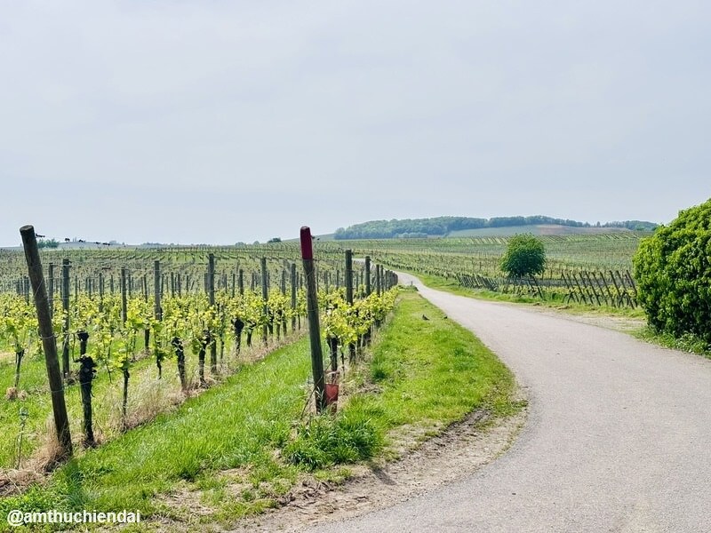 The wine road - Alsace