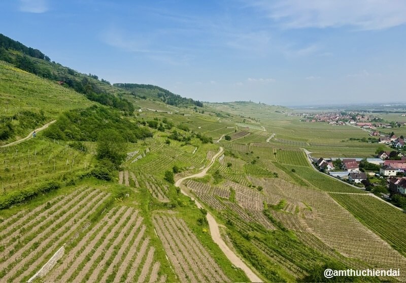 Vineyard in Alsace near Kaysersberg